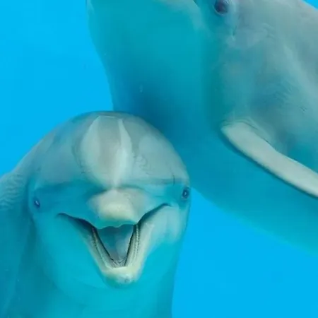 Апартаменты With View To The *